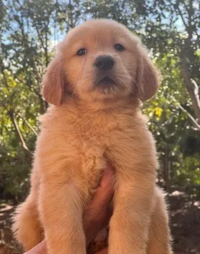 Golden Retriever - Conheça Nossos Filhotes