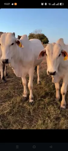 Vendo gado