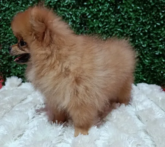 Spitz alemão macho
