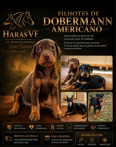 Filhotes de Doberman Americano 