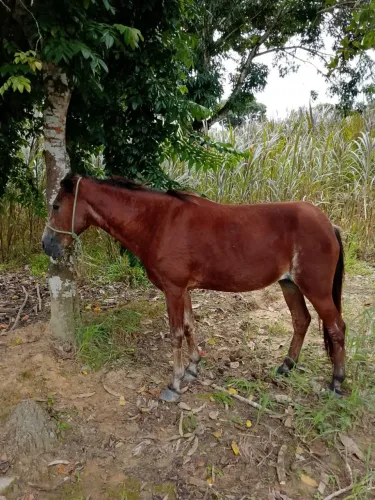 Égua boa de carroça e cela