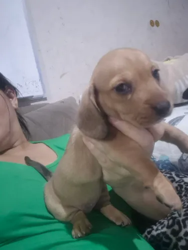 Pets disponíveis, tenho 1 fêmea disponível,salsicha arlequim,ja vermefugada.