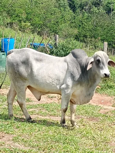Boi Tabapuã