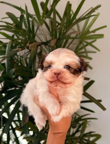 Machinho de Shitzu fígado olhos verdes 