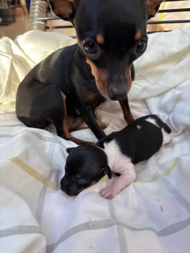 Casal de Pinscher zero 