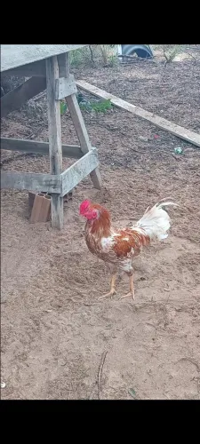 GALO CAIPIRA 45$