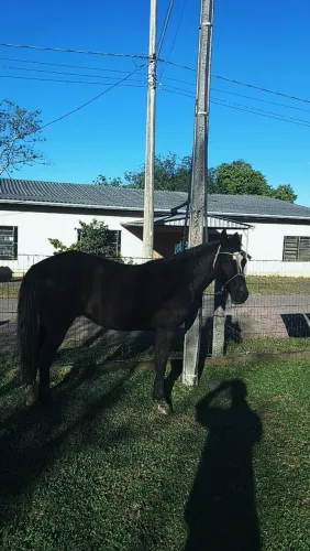 Cavalo