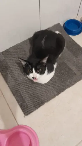 Doando Gato frajola macho