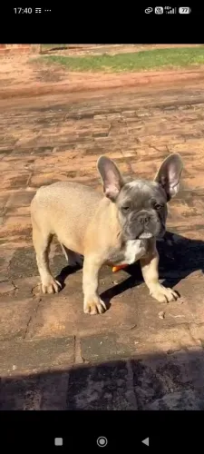 Bulldog francês