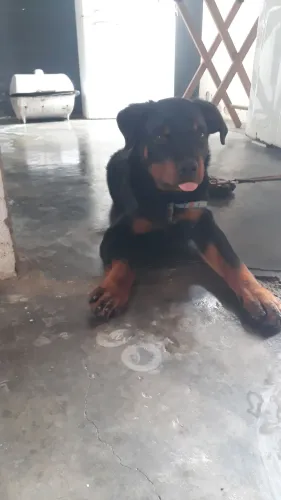 Cachorro rotivale