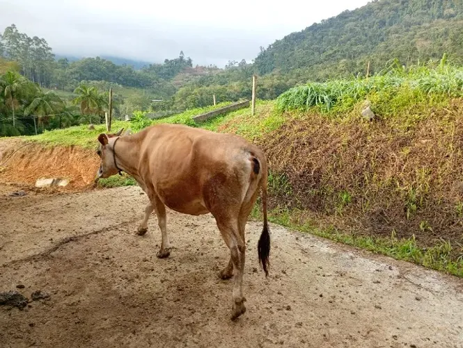 Vaca Jersey