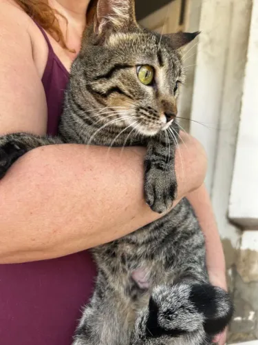 Gata dócil demais CASTRADA, VACINADA e VERMIFUGADA para adoção.