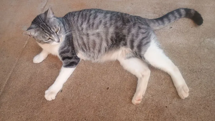 Doa-se gato macho
