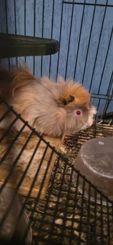 Porquinho-da-india (peruano)