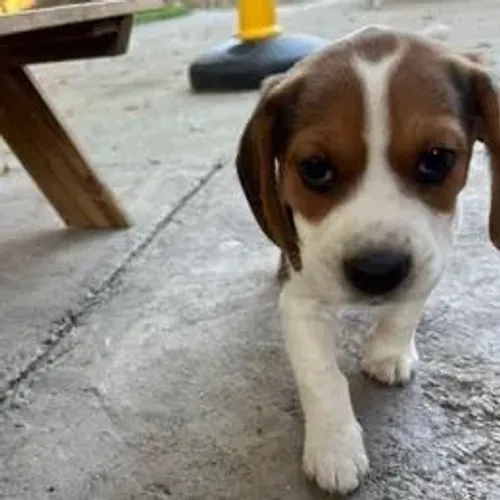 Beagle,Beagle Filhote Selecionado Alta Procedência
