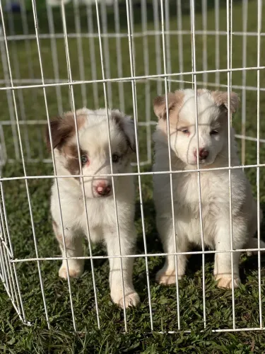 Border collie