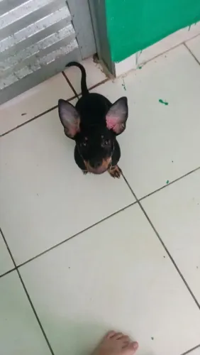 Cachorro