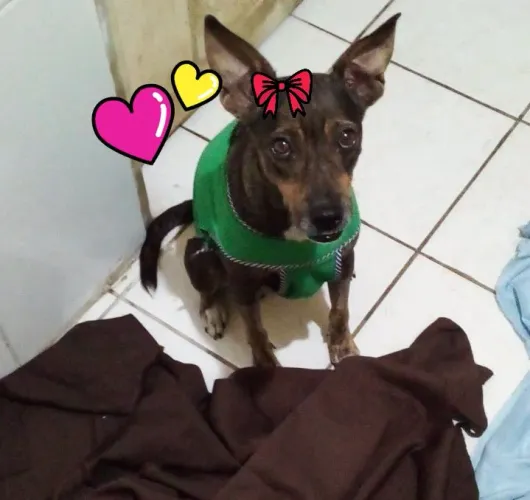 Adoção cadela castrada 