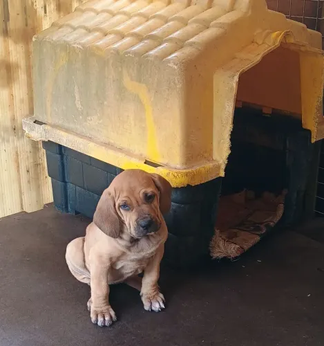 Fila brasileiro