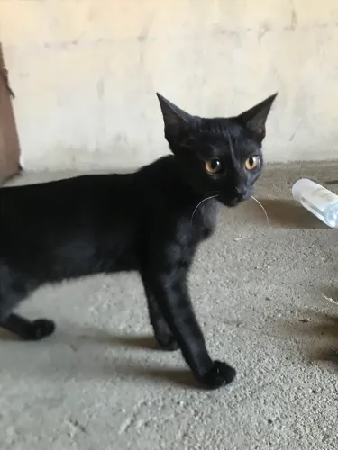 gata fêmea de 3 meses