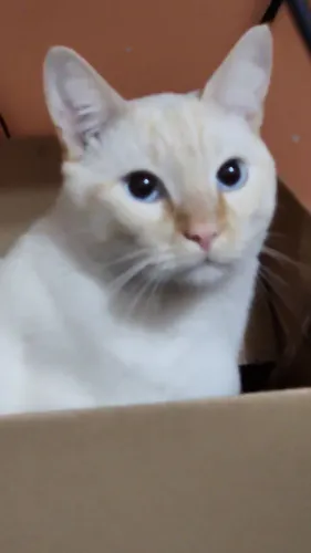 Gato para adoção