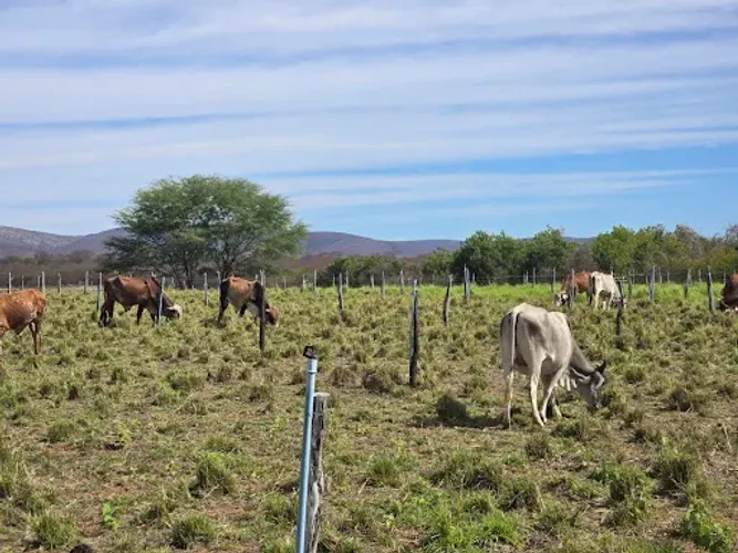 Fazenda com 2 dormitórios à venda, 2880000 m² por R$ 2.800.000,00 - Assunção - Barra/BA