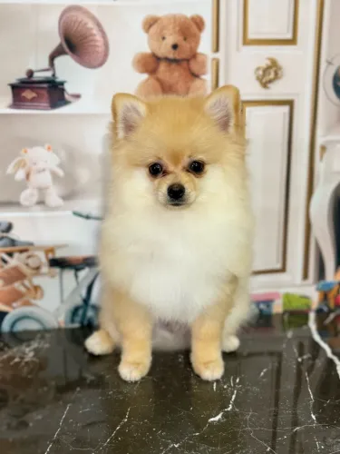 Spitz Alemão