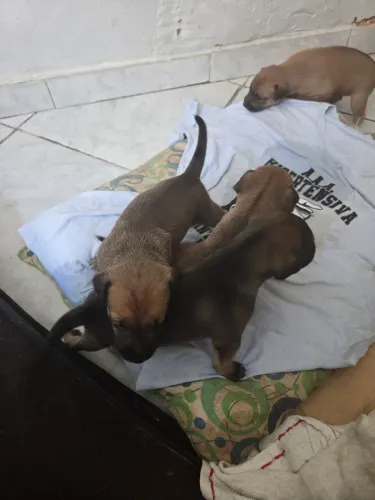 Cachorros porte médio pra adoção 