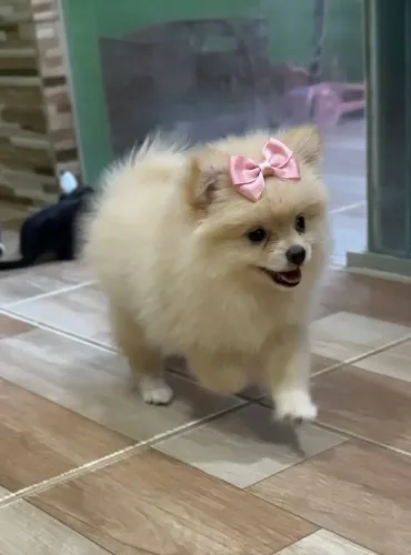 Venda spitz alemão Lulu da pomerania Femea 