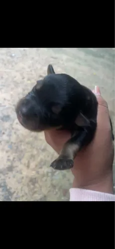 Cachorro rottweiler