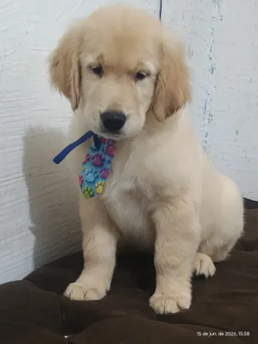 Golden Retriever MACHO PURO