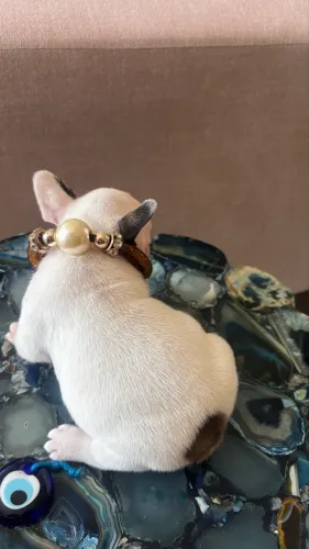 Filhote fêmea de Bulldog francês 