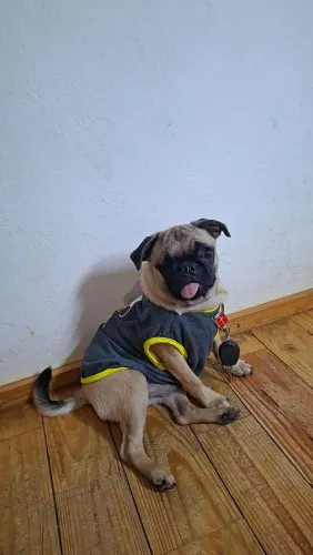 Pug Macho
