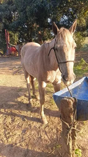 Cavalo para vender