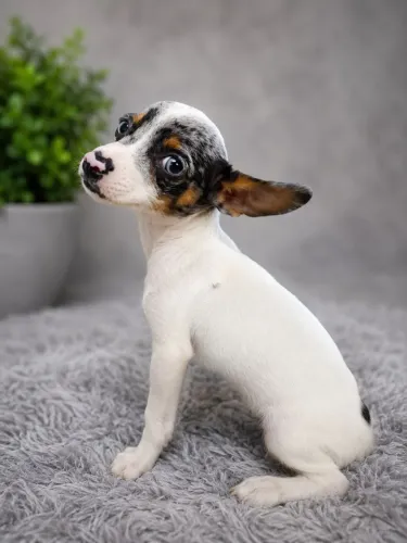 Pinscher Macho Exótico 