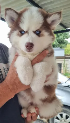 Husky Siberiano- Femea c/ Garantia e Pedigree