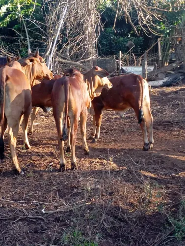 Bezerro sindi