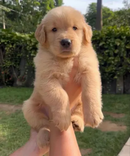 Filhote Golden Para Sua Família