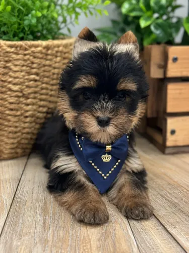 Lindinho yorkshire macho mini