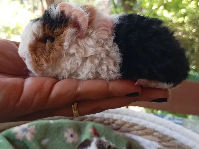Porquinho da índia cacheado