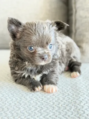 Chihuahua Fêmea