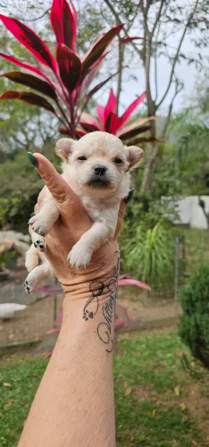 Chihuahua Macho Pelo Longo creme