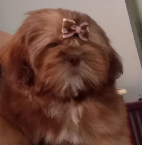 Shih Tzu Fêmea Cor rara