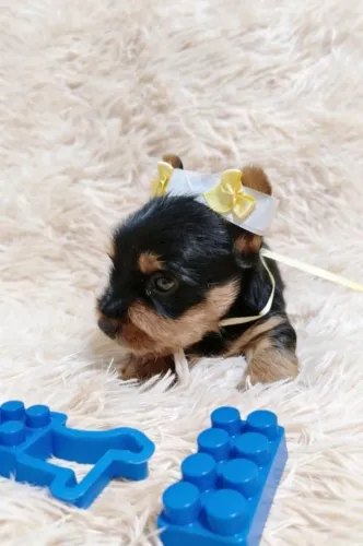 Yorkshire Macho Miniatura Uma Fofura de Companheiro