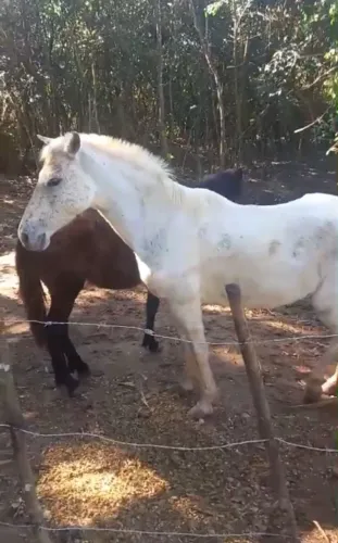 Égua Mangalarga Marchadora Prenha 