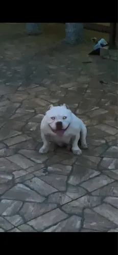 Vendo fêmea de American Bully 