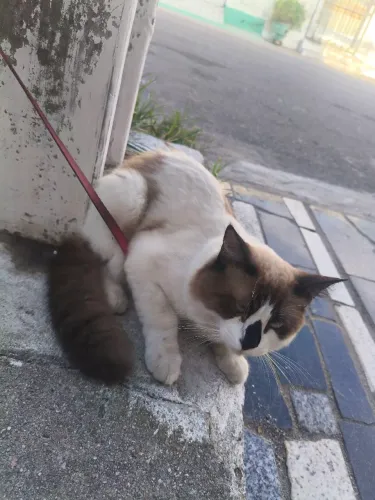 Gato