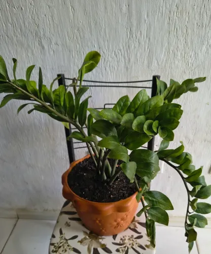 ZAMIOCULCA no vaso já adubado 