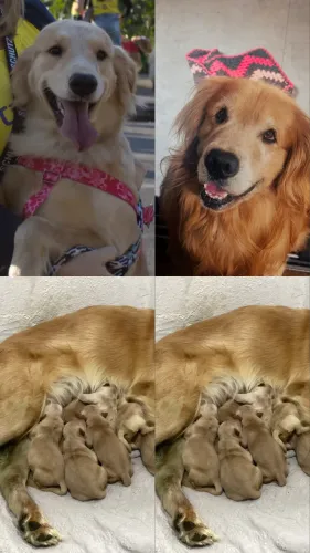 Golden retriever