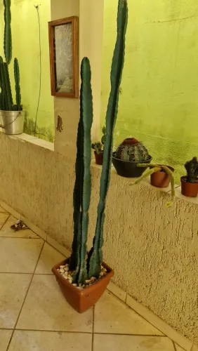 CACTOS MANDACARU